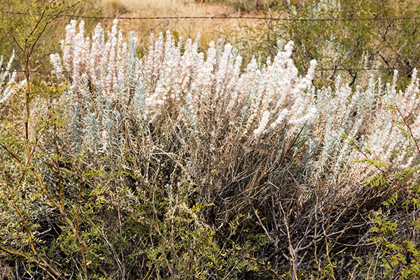 Winterfat, White Sage, Krascheninnikovia lanata, Ceratoides lanata, Eurotia lanata 
