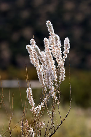 Winterfat, White Sage, Krascheninnikovia lanata, Ceratoides lanata, Eurotia lanata 