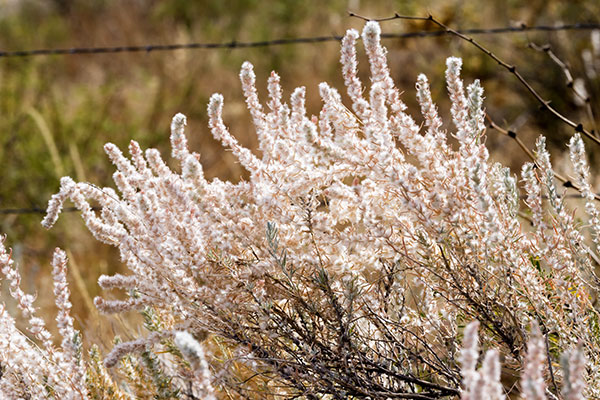 Winterfat, White Sage, Krascheninnikovia lanata, Ceratoides lanata, Eurotia lanata 