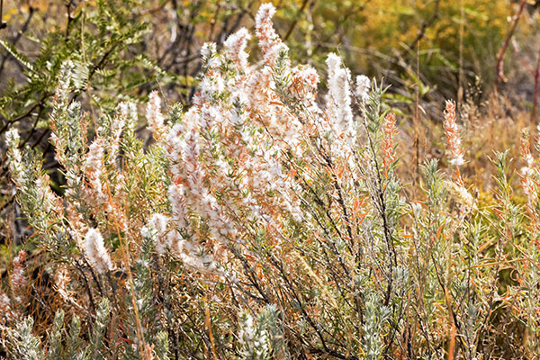 Winterfat, White Sage, Krascheninnikovia lanata, Ceratoides lanata, Eurotia lanata 