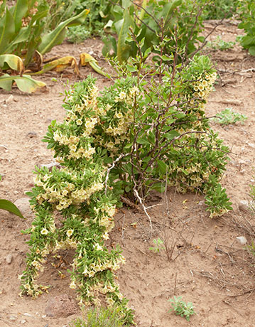 Pale Wolfberry Solonaceae Lycium pallidum Solonaceae  