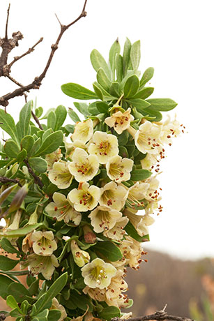 Pale Wolfberry Solonaceae Lycium pallidum Solonaceae  