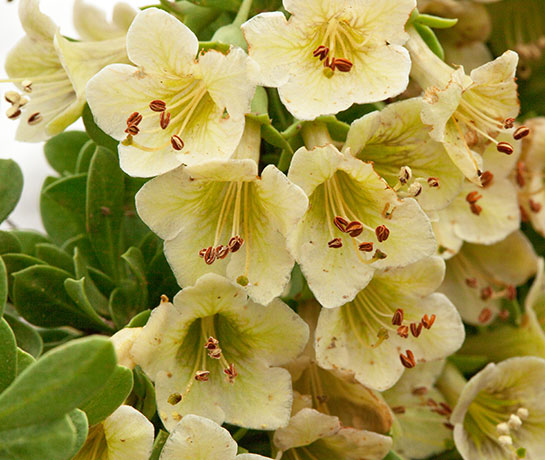 Pale Wolfberry Solonaceae Lycium pallidum Solonaceae  
