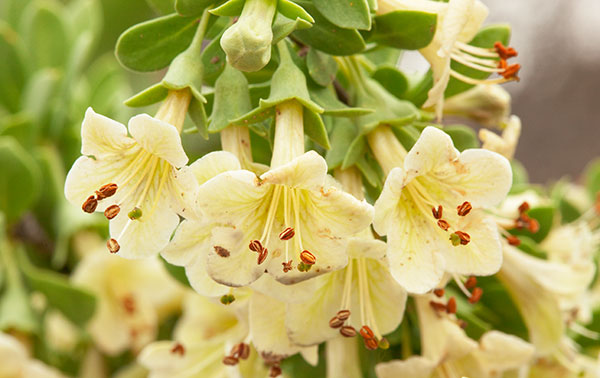 Pale Wolfberry Solonaceae Lycium pallidum Solonaceae  