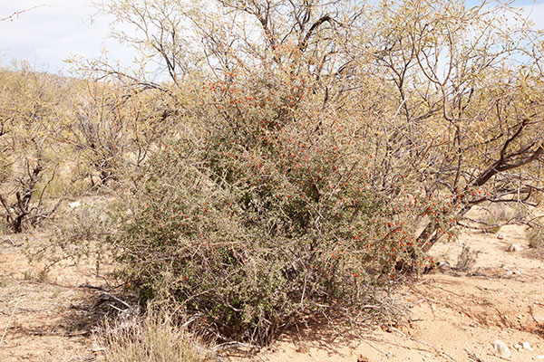 Wolfberry Solonaceae Lycium sp.  