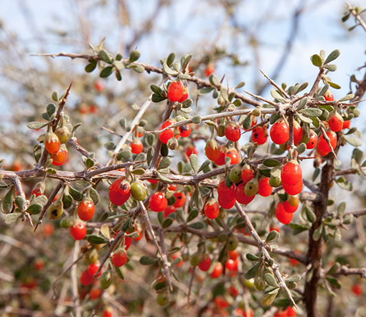 Wolfberry Solonaceae Lycium sp.  