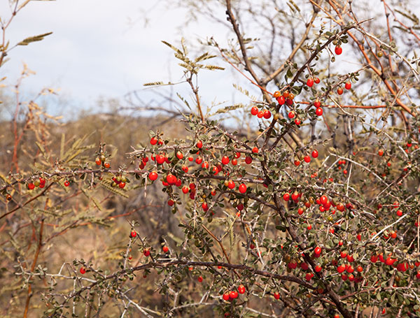 Wolfberry Solonaceae Lycium sp.  
