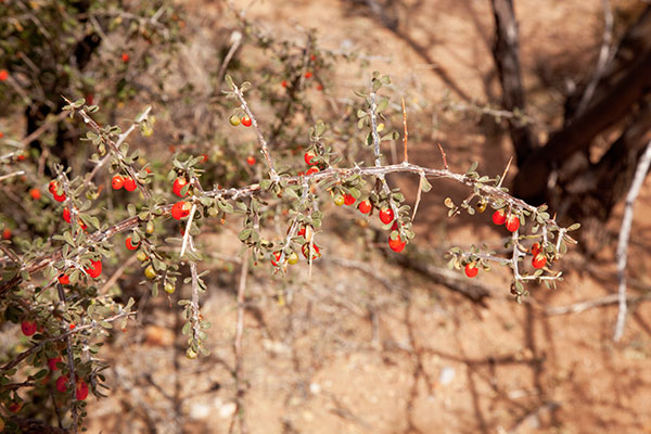 Wolfberry Solonaceae Lycium sp.  