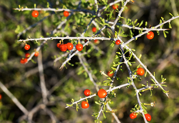 Wolfberry Solonaceae Lycium sp.  