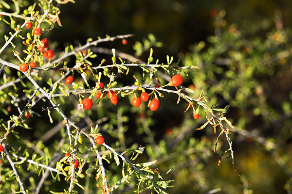 Wolfberry Solonaceae Lycium sp.  