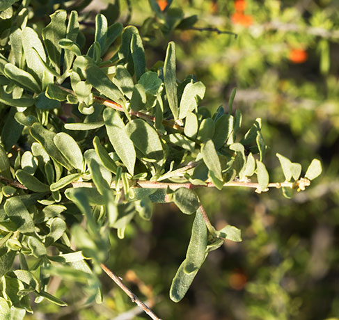 Wolfberry Solonaceae Lycium sp.  