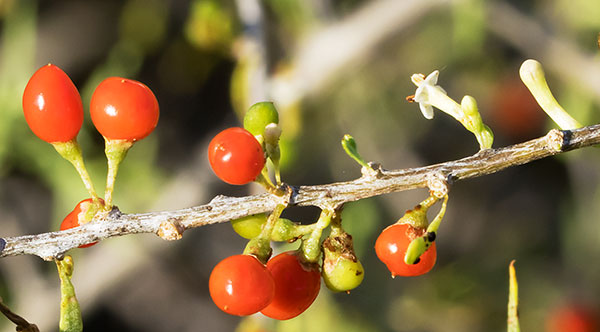Wolfberry Solonaceae Lycium sp.  