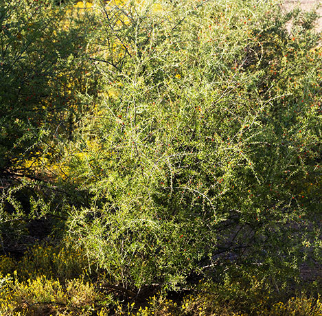 Wolfberry Solonaceae Lycium sp.  