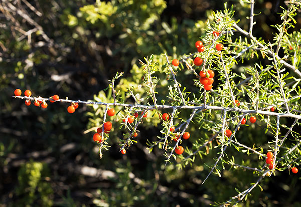 Wolfberry Solonaceae Lycium sp.  