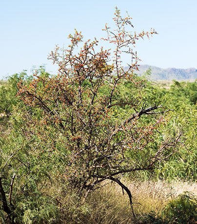 Wolfberry Solonaceae Lycium sp.  