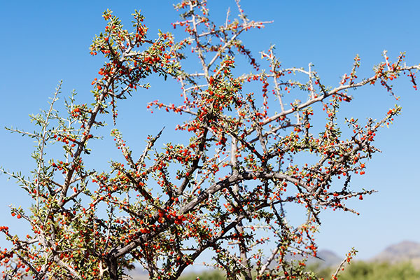 Wolfberry Solonaceae Lycium sp.  