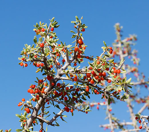 Wolfberry Solonaceae Lycium sp.  