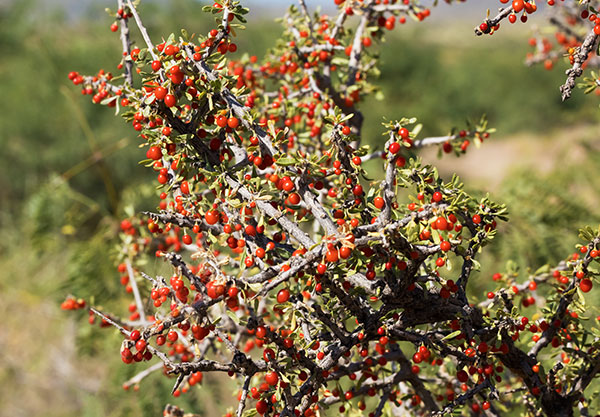 Wolfberry Solonaceae Lycium sp.  