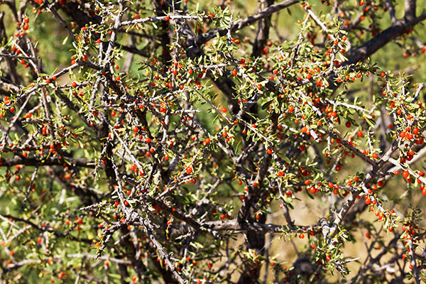 Wolfberry Solonaceae Lycium sp.  