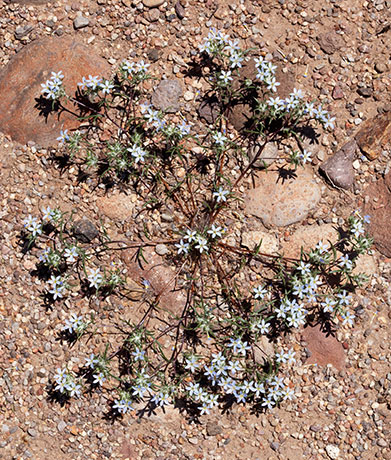 Miniature Wool Star Eriastrum diffusum Woollystar 