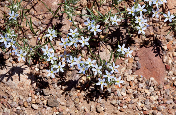 Miniature Wool Star Eriastrum diffusum Woollystar 