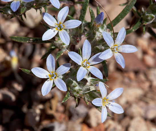 Miniature Wool Star Eriastrum diffusum Woollystar 
