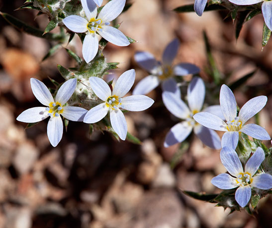Miniature Wool Star Eriastrum diffusum Woollystar 