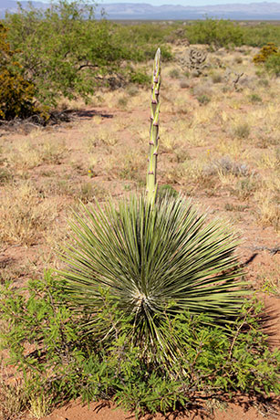 Soaptree Yucca Yucca elata 