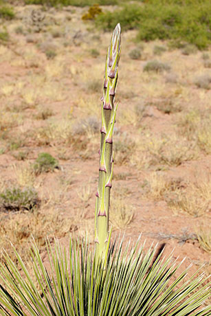 Soaptree Yucca Yucca elata 