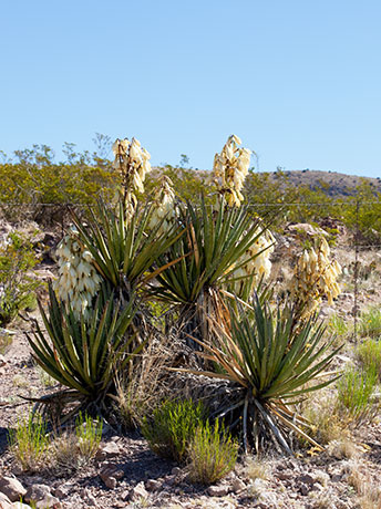 Banana Yucca Yucca baccata Datil 
