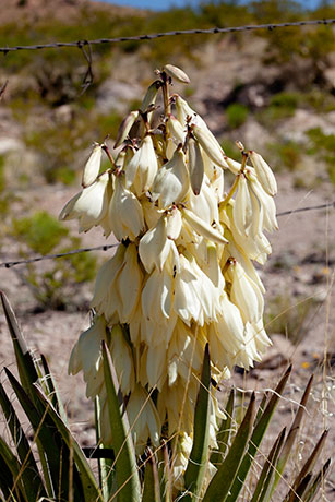 Banana Yucca Yucca baccata Datil 