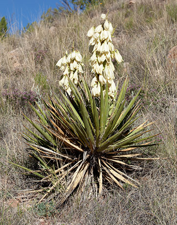 Banana Yucca Yucca baccata Datil 