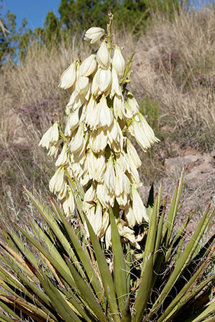 Banana Yucca Yucca baccata Datil 