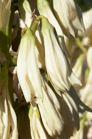 Banana Yucca Yucca baccata Datil 