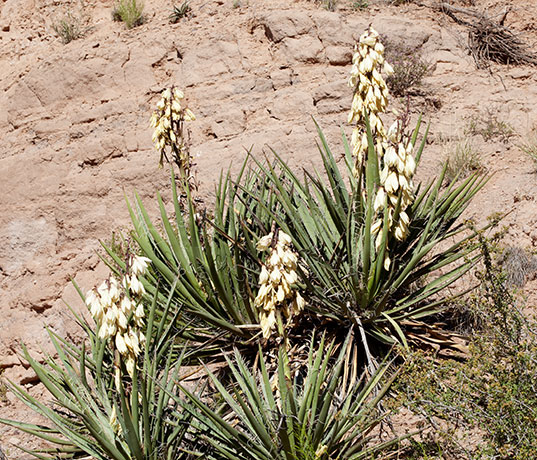 Banana Yucca Yucca baccata Datil 