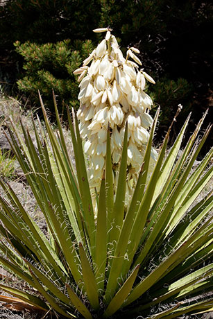 Banana Yucca Yucca baccata Datil 