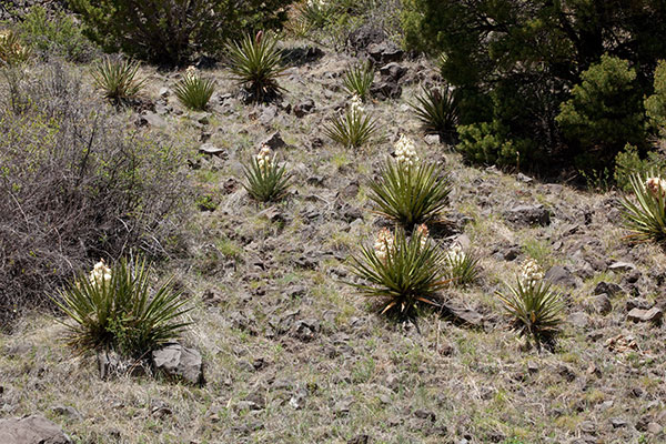 Banana Yucca Yucca baccata Datil 