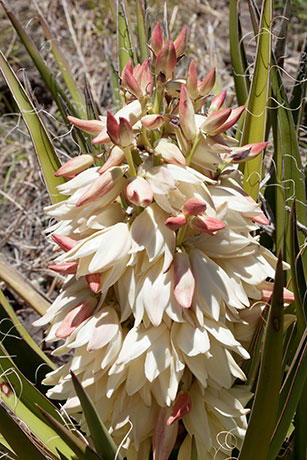 Banana Yucca Yucca baccata Datil 