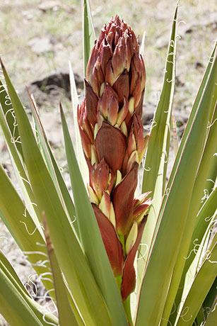 Banana Yucca Yucca baccata Datil 