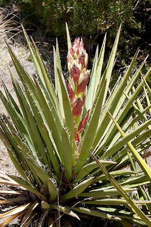 Banana Yucca Yucca baccata Datil 