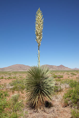 Soaptree Yucca Yucca elata 