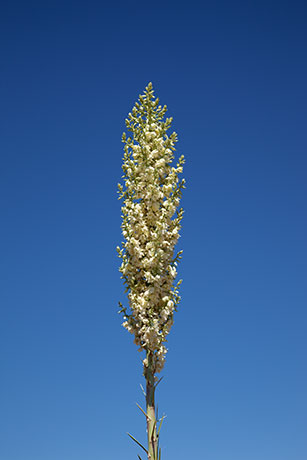 Soaptree Yucca Yucca elata 