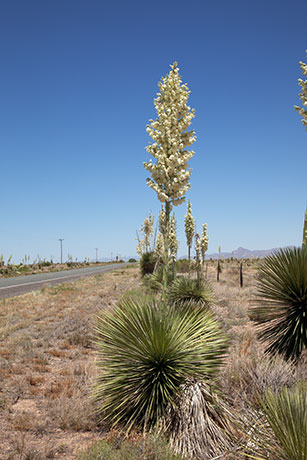 Soaptree Yucca Yucca elata 