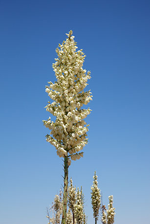 Soaptree Yucca Yucca elata 