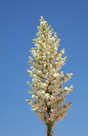 Soaptree Yucca Yucca elata 