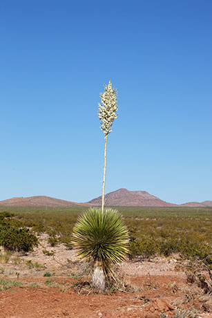 Soaptree Yucca Yucca elata 
