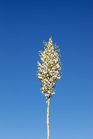 Soaptree Yucca Yucca elata 