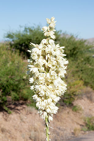Soaptree Yucca Yucca elata 