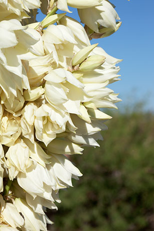 Soaptree Yucca Yucca elata 