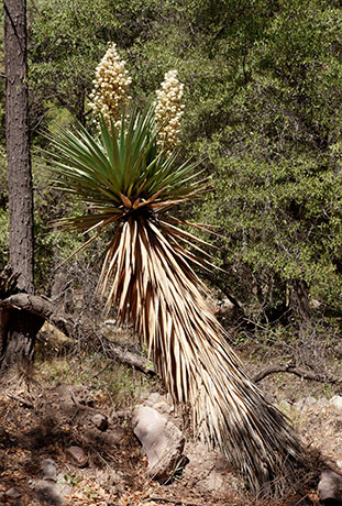 Schott's Yucca Yucca schottii